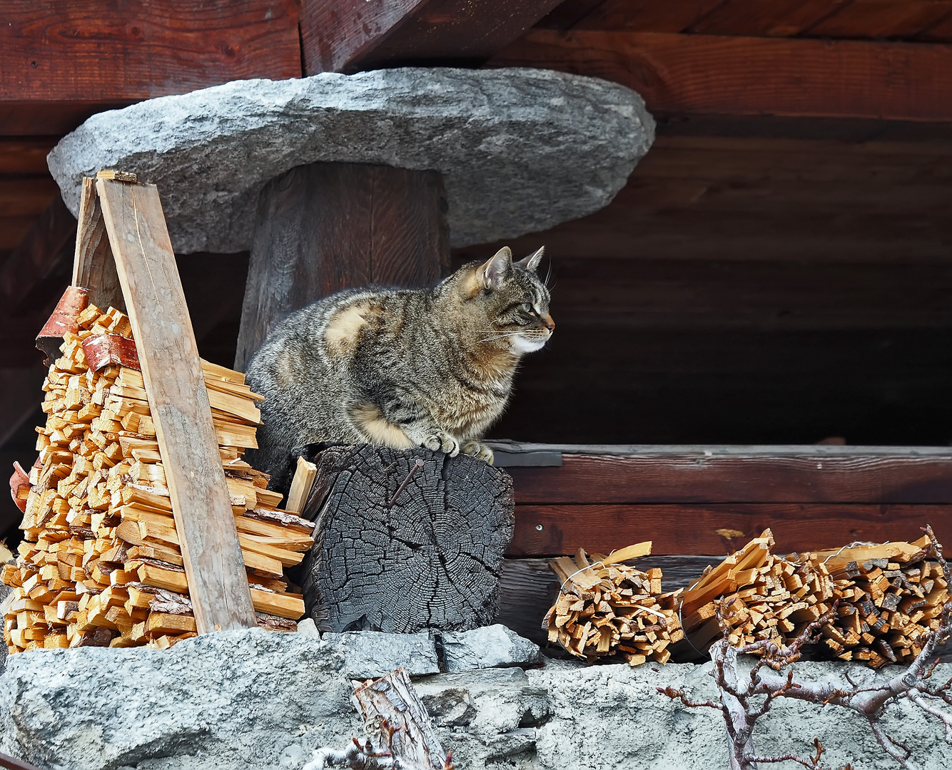 Katze bei einem Walliser Stadel