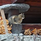 Katze bei einem Walliser Stadel