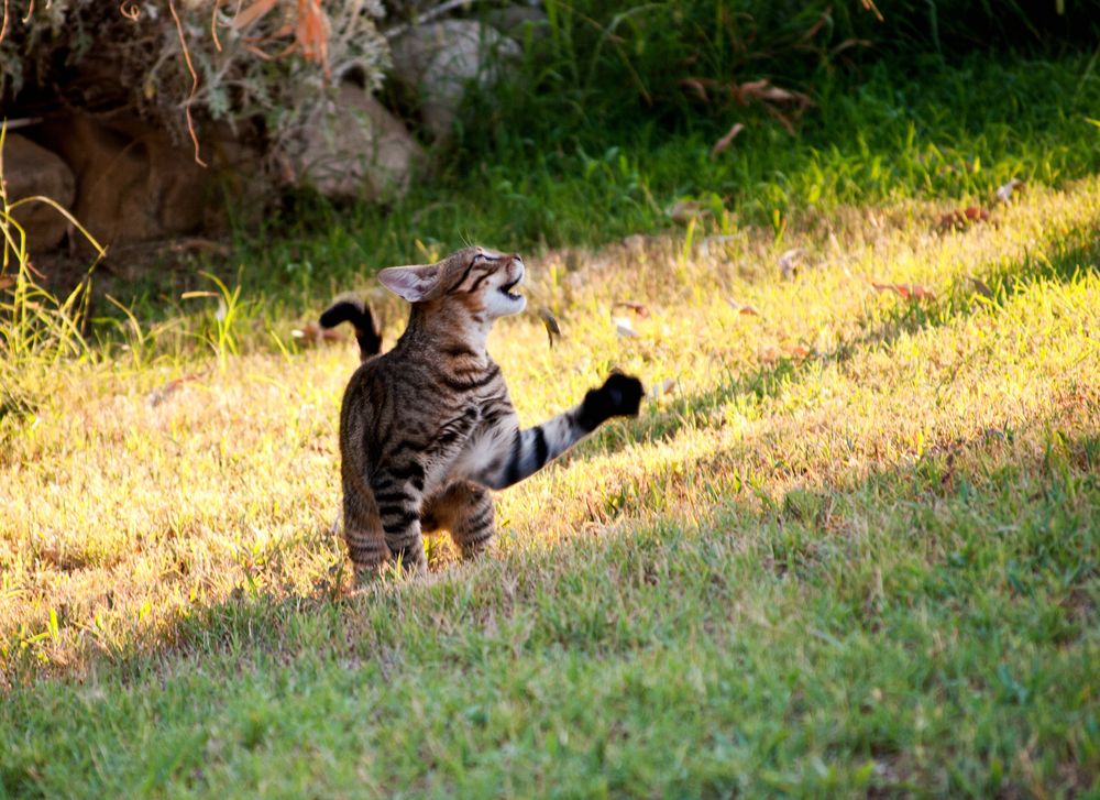 Katze bei ihrer Jad