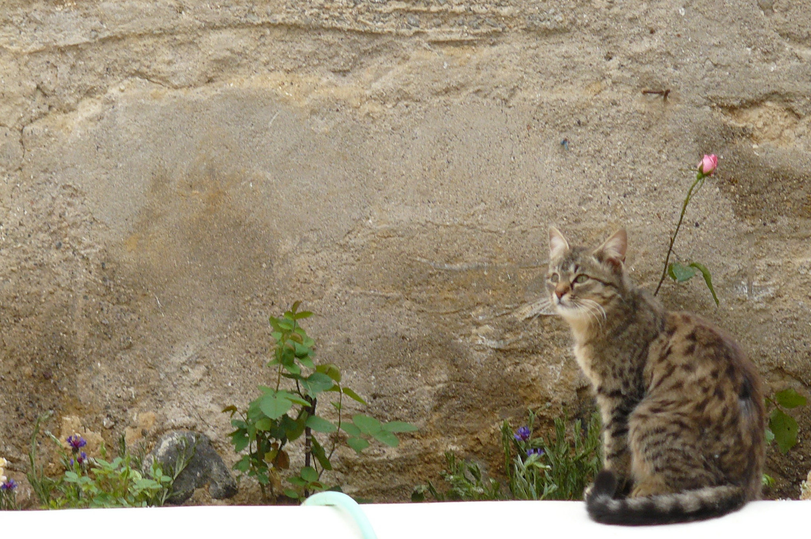 Katze bei mir im Garten in der Türkei