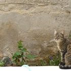 Katze bei mir im Garten in der Türkei