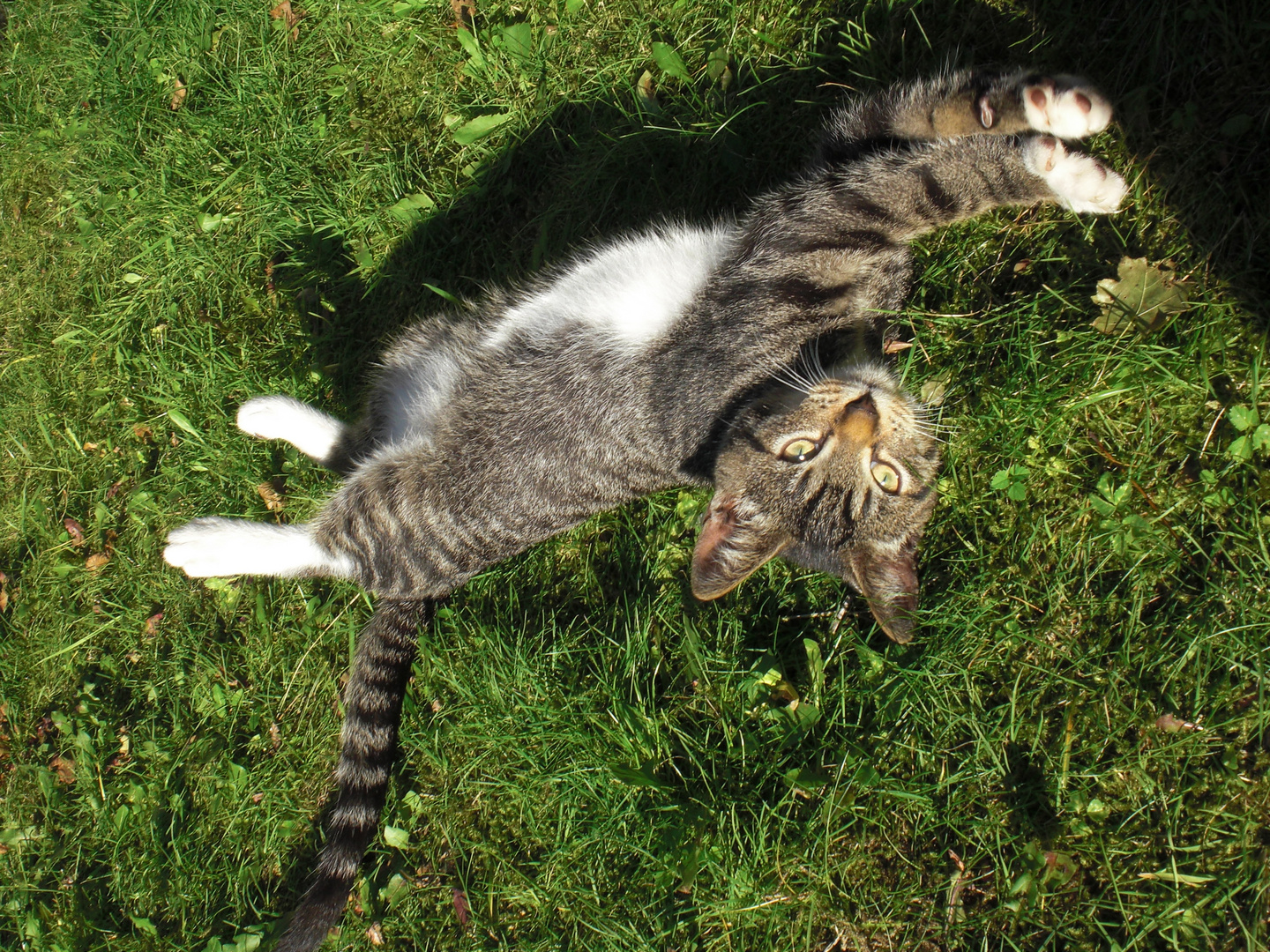 Katze bei Morgen Gymnastik oder so ähnlich...