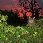 Katze bei Sonnenaufgang in Keitum