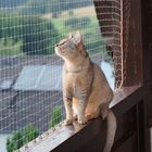 Katze bei tief stehender Sonne 