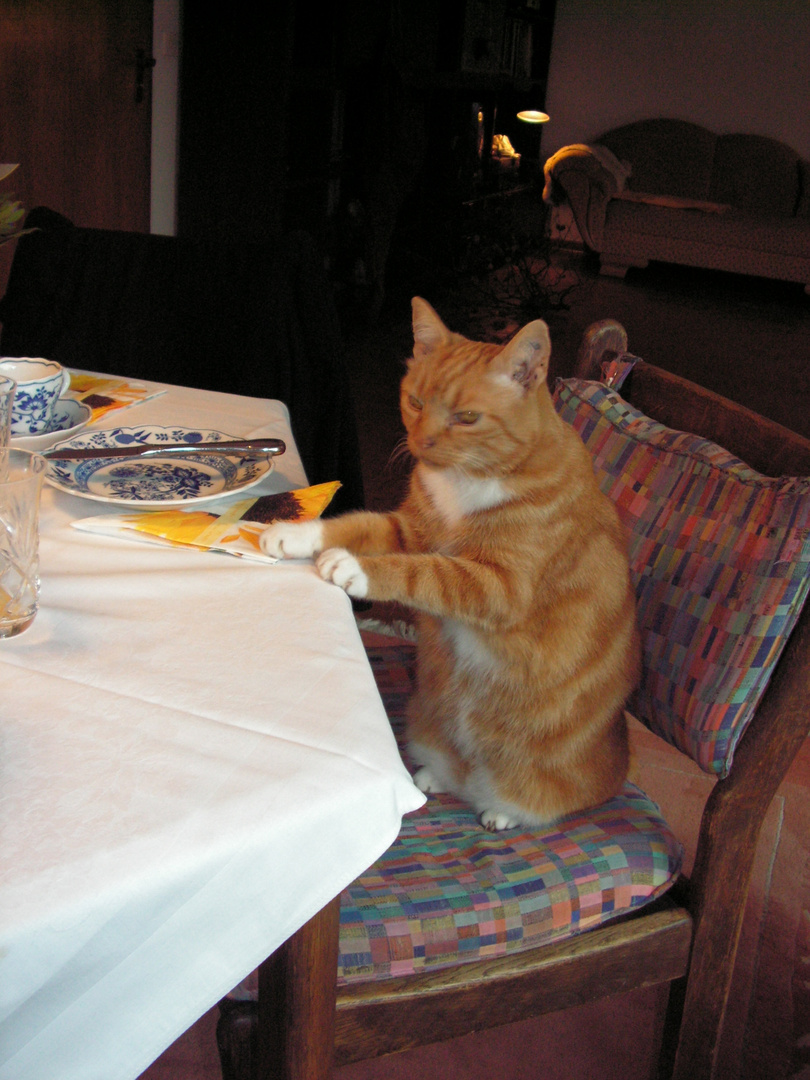 Katze bei Tisch Foto & Bild | tiere, tier und mensch, kater katze