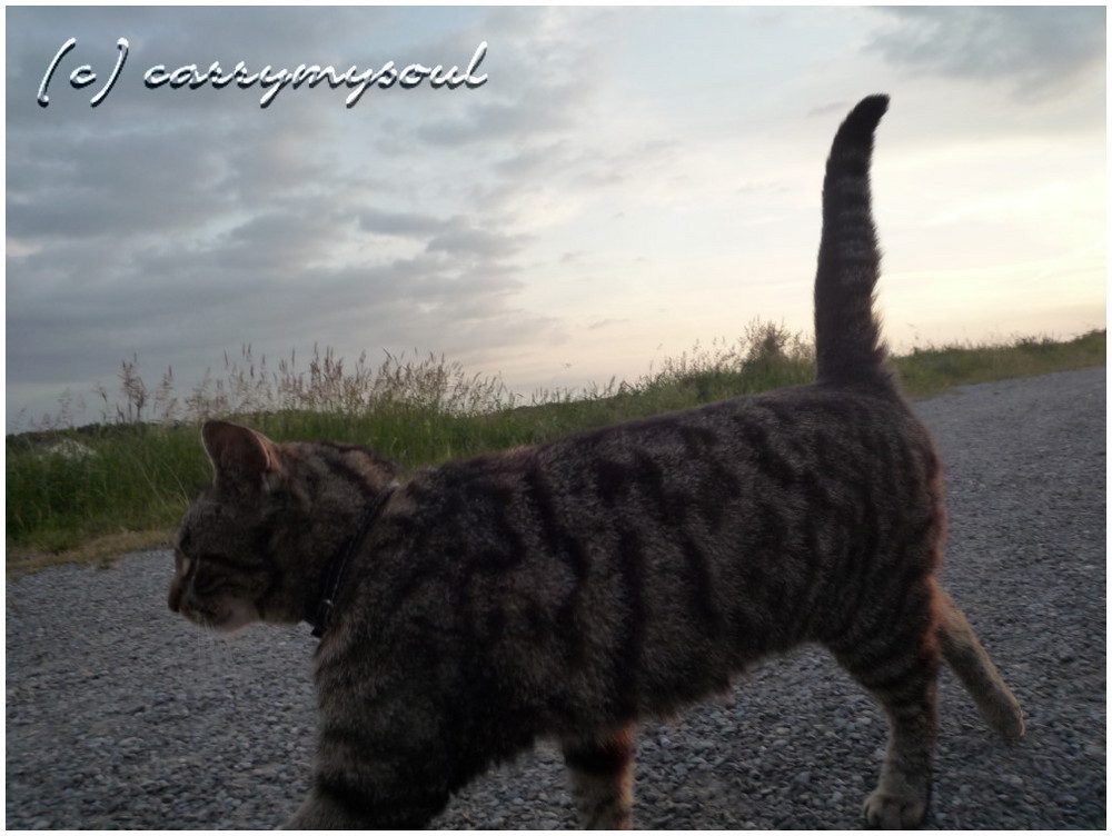 katze beim abendspaziergang