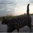 katze beim abendspaziergang