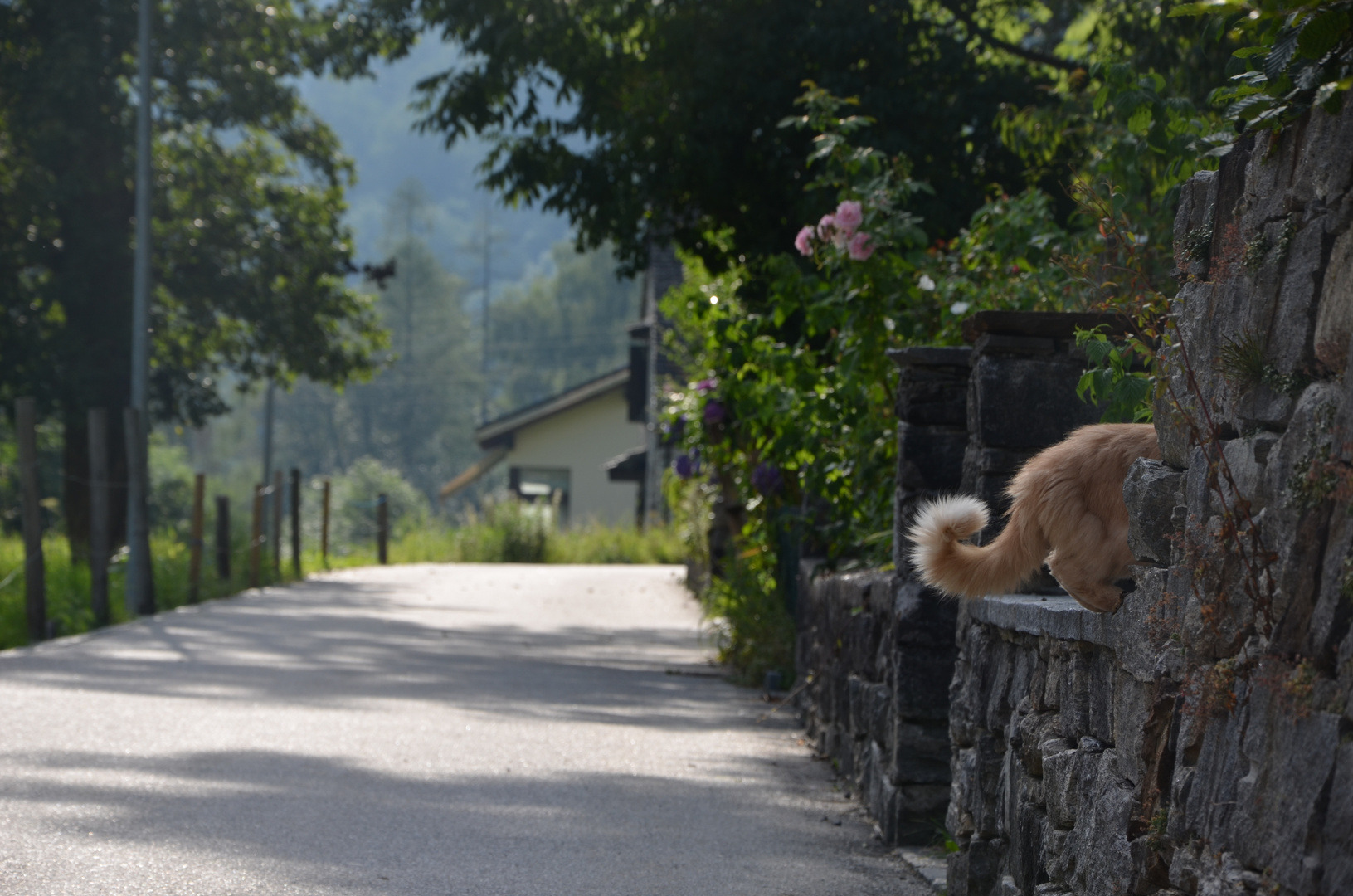 Katze beim Abgang