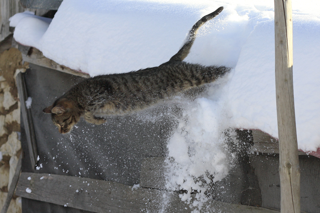 Katze beim Absprung