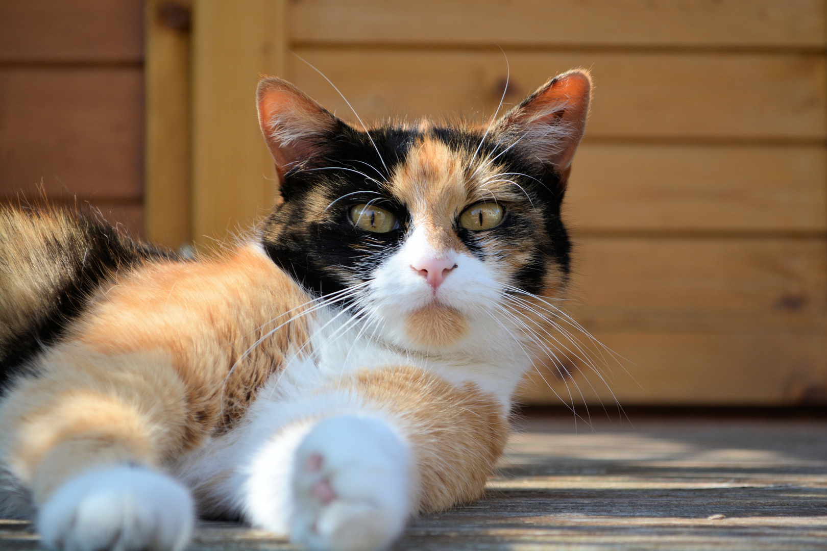 Katze beim ausruhen