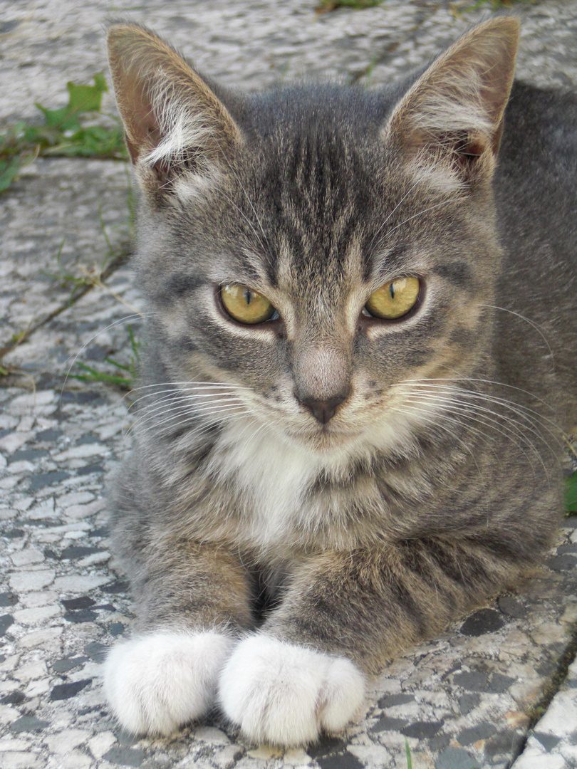 Katze beim beobachten..