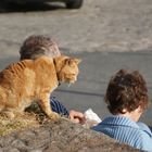 Katze beim "betteln" im Hafen.... ;o)