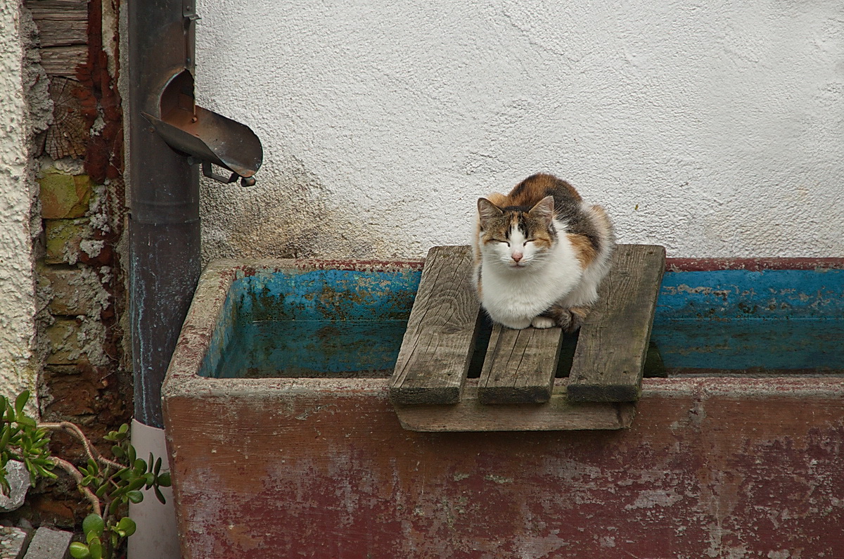 Katze beim chillen....