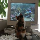 Katze beim Fisch-Fang