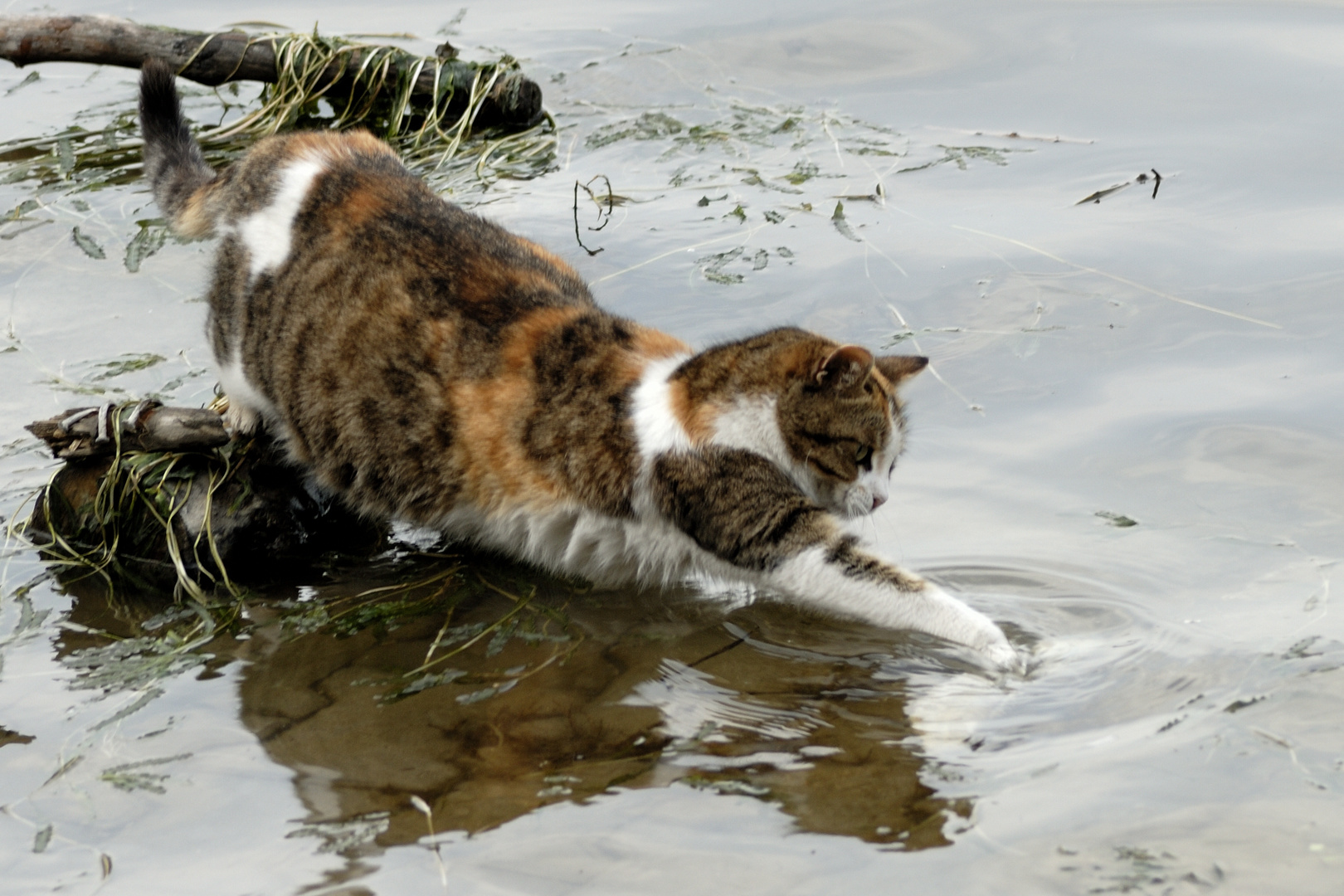 Katze beim Fische fangen