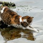 Katze beim Fische fangen