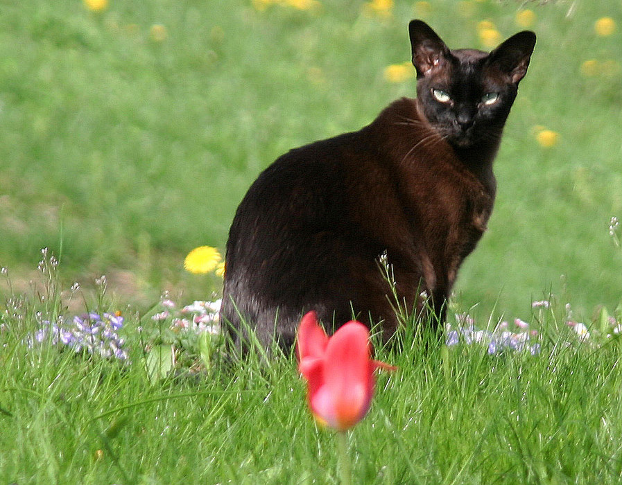 Katze beim Mausen gestört