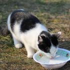 Katze beim Milch trinken