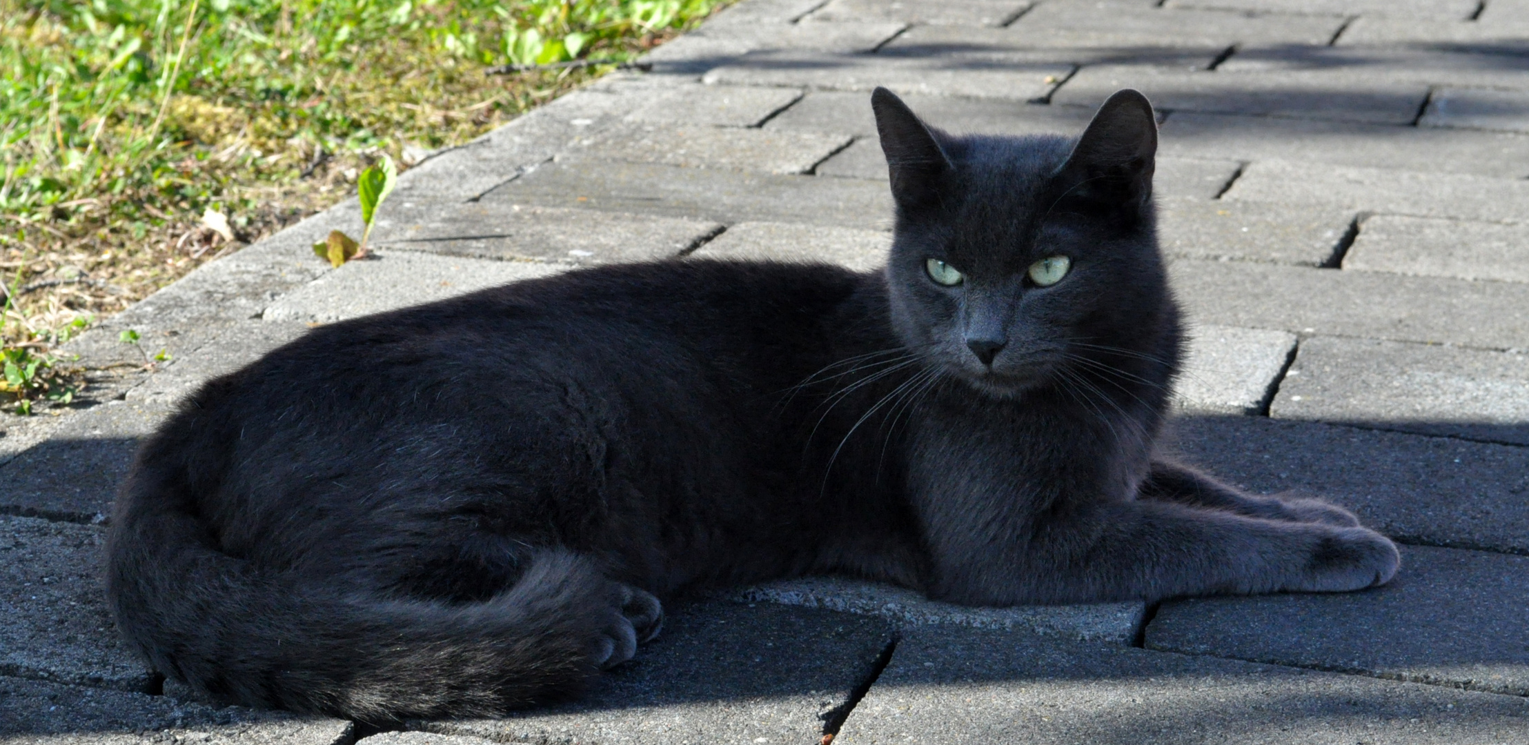 Katze beim relaxen