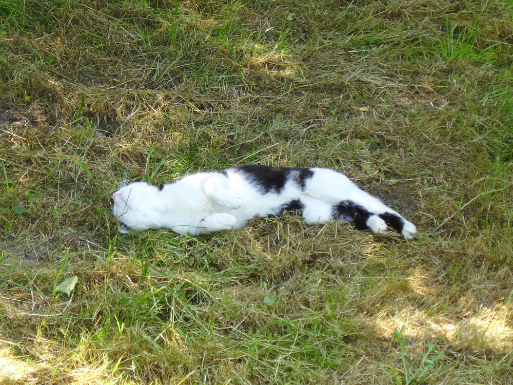 Katze beim Rücken kratzen