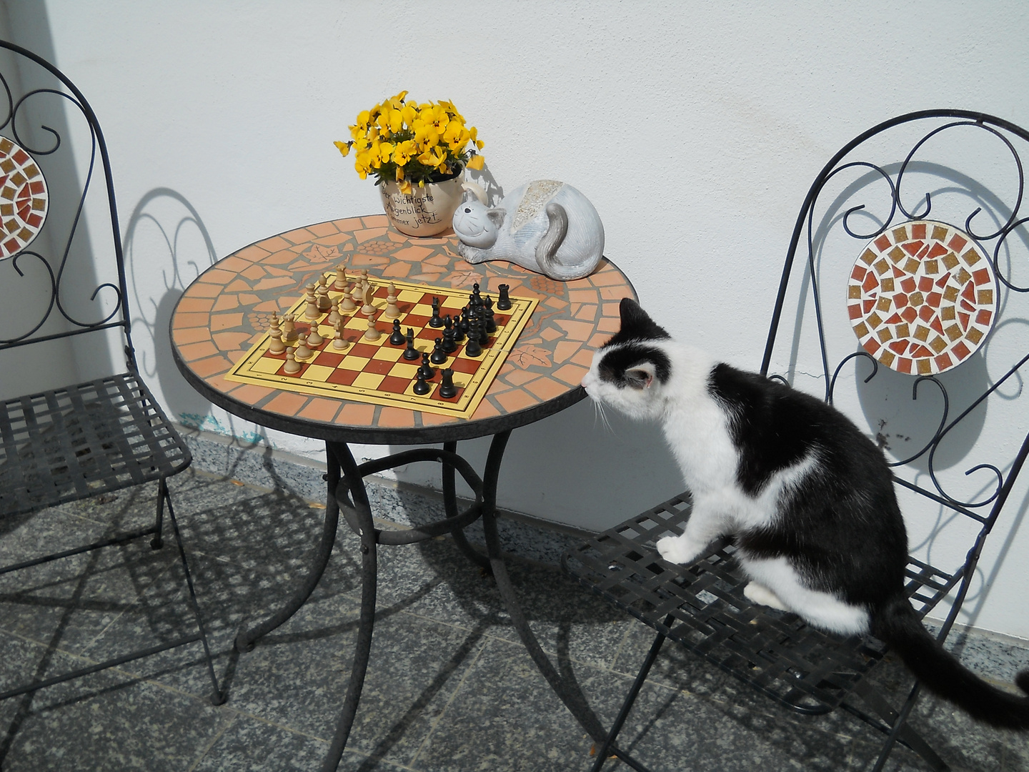 Katze beim Schachspielen