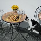 Katze beim Schachspielen