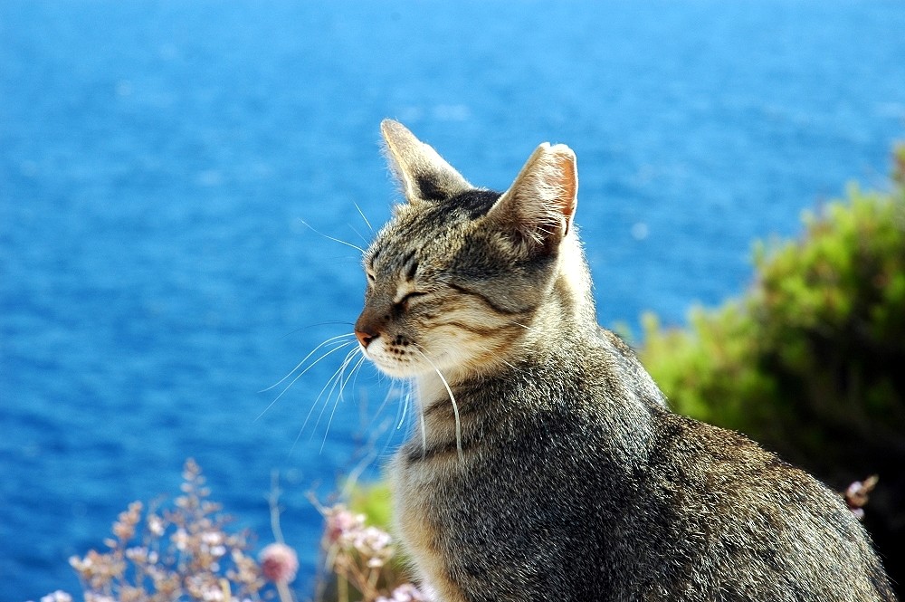 Katze beim Sonnen