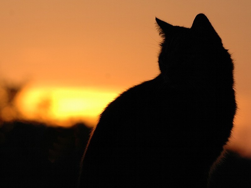 Katze beim Sonnenaufgang