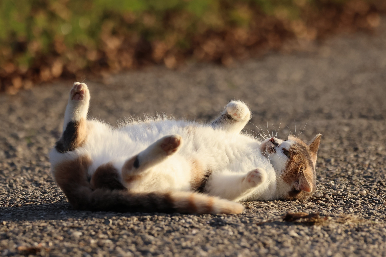 Katze beim Sonnenbad