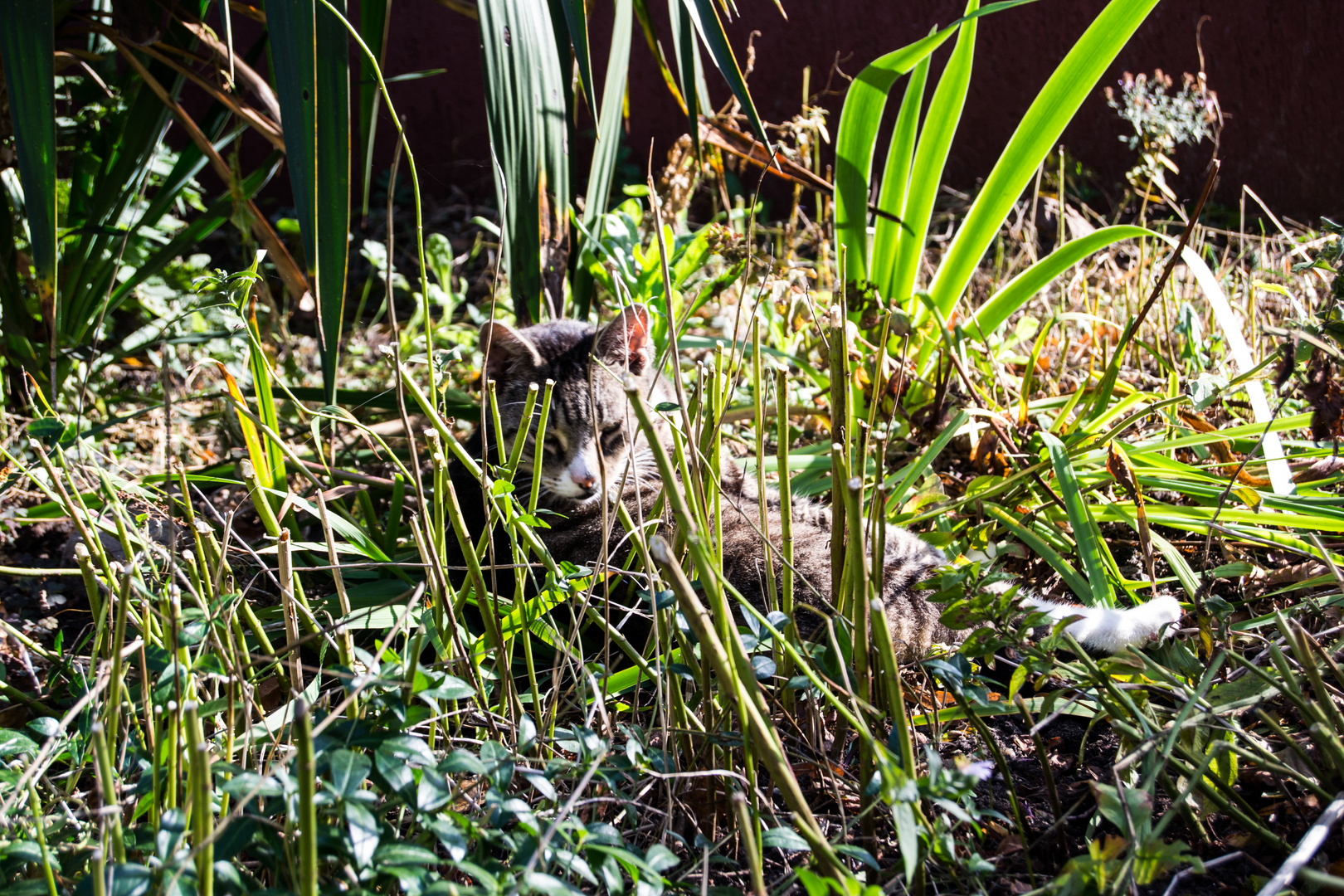 Katze beim Sonnenbaden