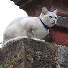 Katze beim Sonnenbaden