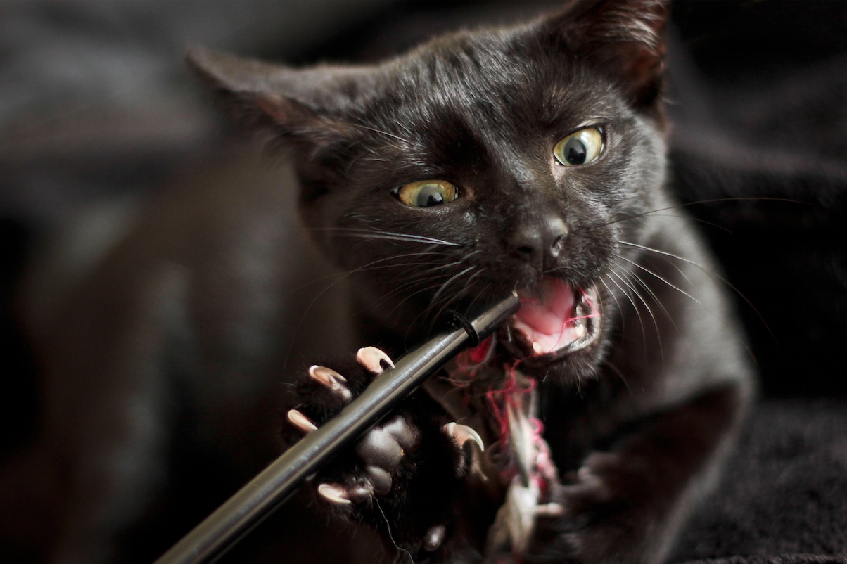 Kostenlose Katzen Spiele Kostenlose Katzen Spiele