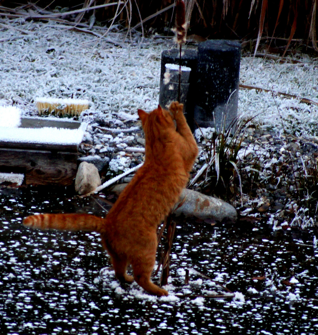 Katze beim Sprung