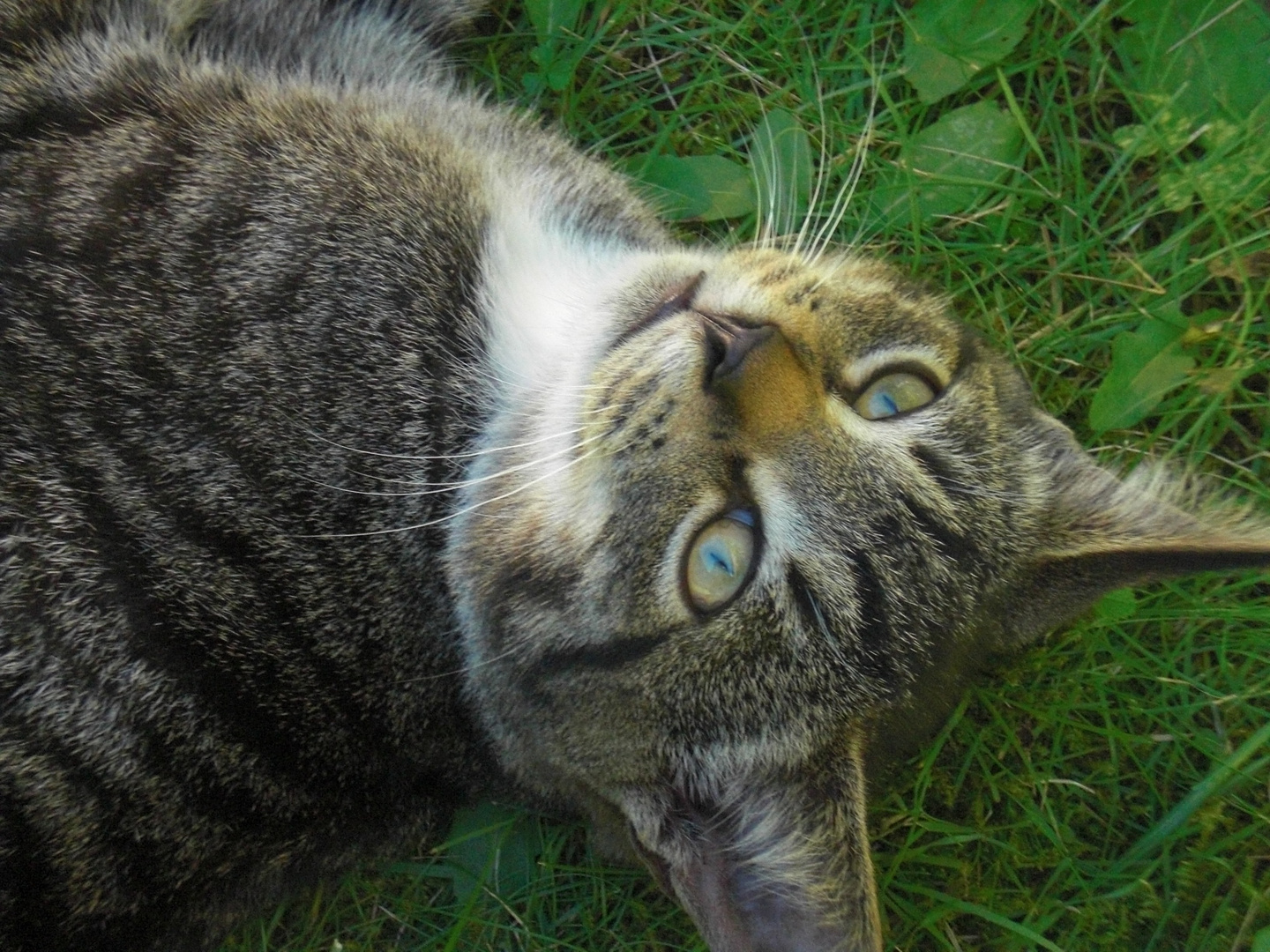 Katze beim träumen....