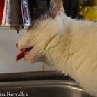 Katze beim Trinken