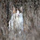 Katze -Beobachter- 