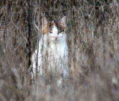 Katze -Beobachter- 