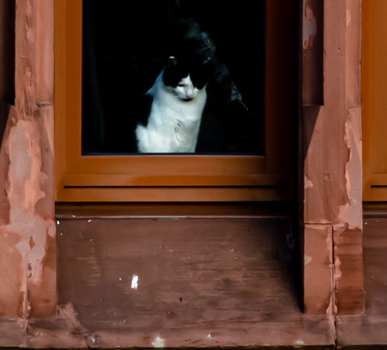 Katze beobachtet Straßenverkehr 0273