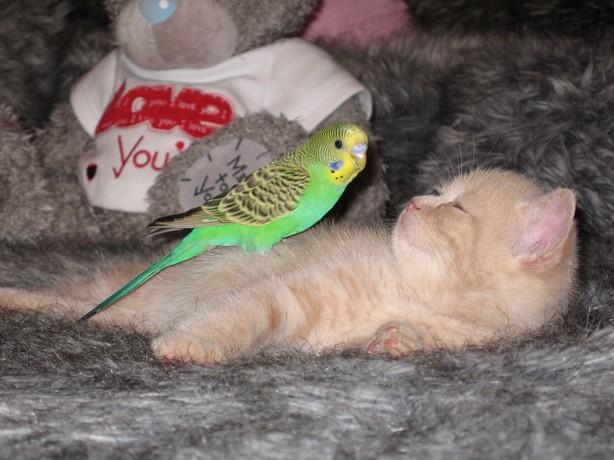 Katze besiegt! stolzer Sittig