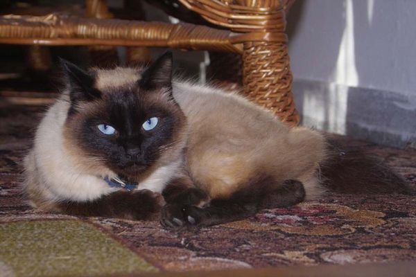 Katze Bita des Schwiegervaters