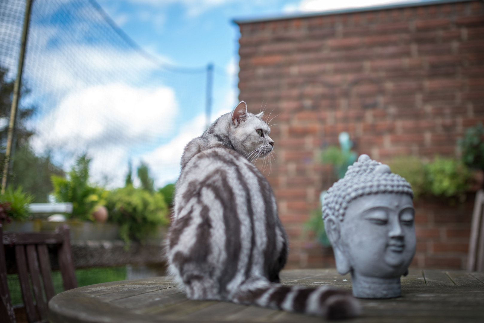 Katze BKH - Emmi und der Buddhismus