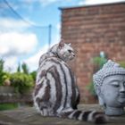 Katze BKH - Emmi und der Buddhismus
