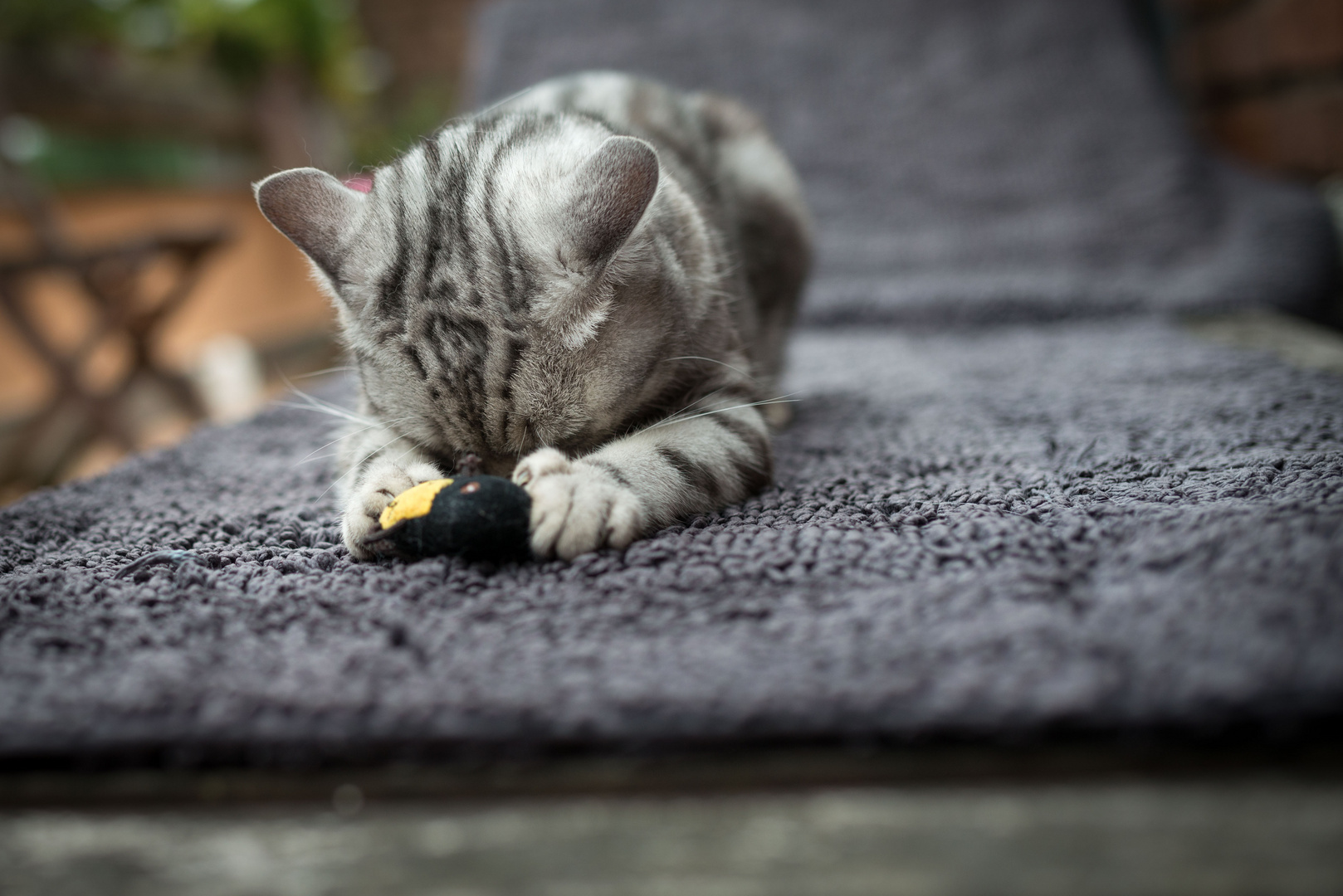 Katze BKH - Müde gespielt...