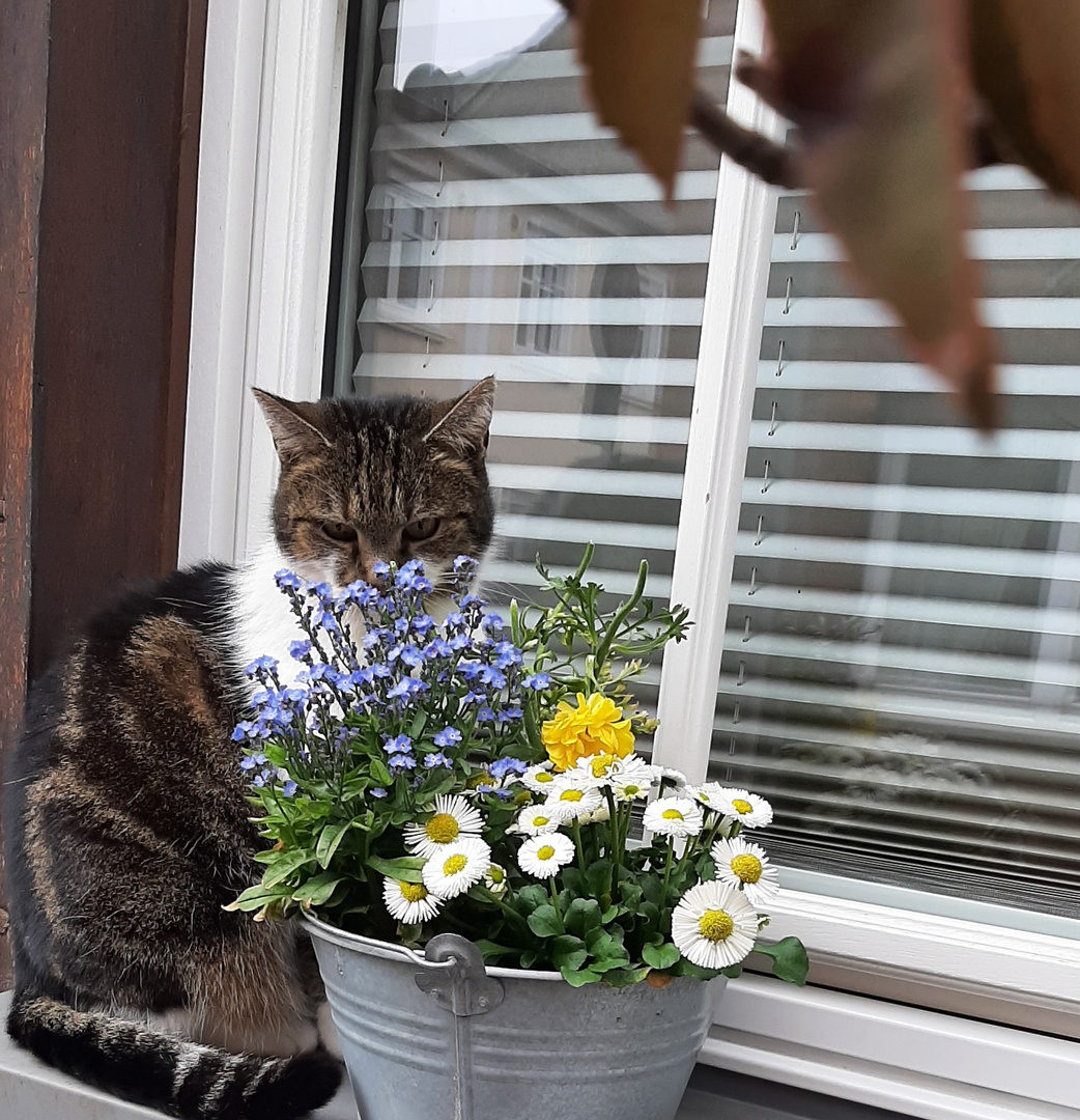 Katze-Blumen riechen...Symbiose der Natur