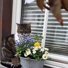 Katze-Blumen riechen...Symbiose der Natur