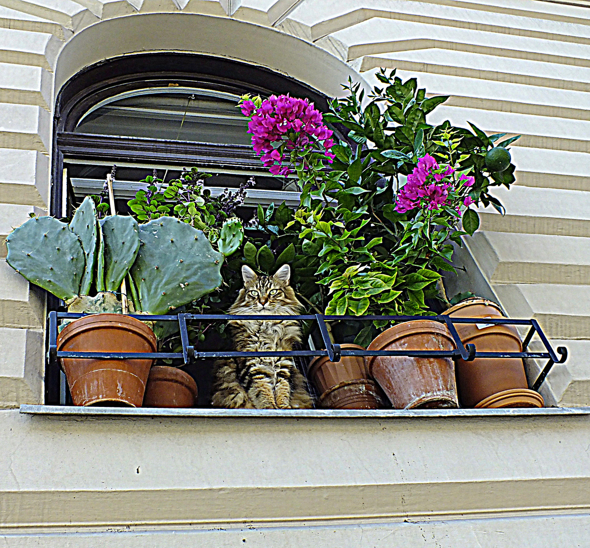 Katze Budapest