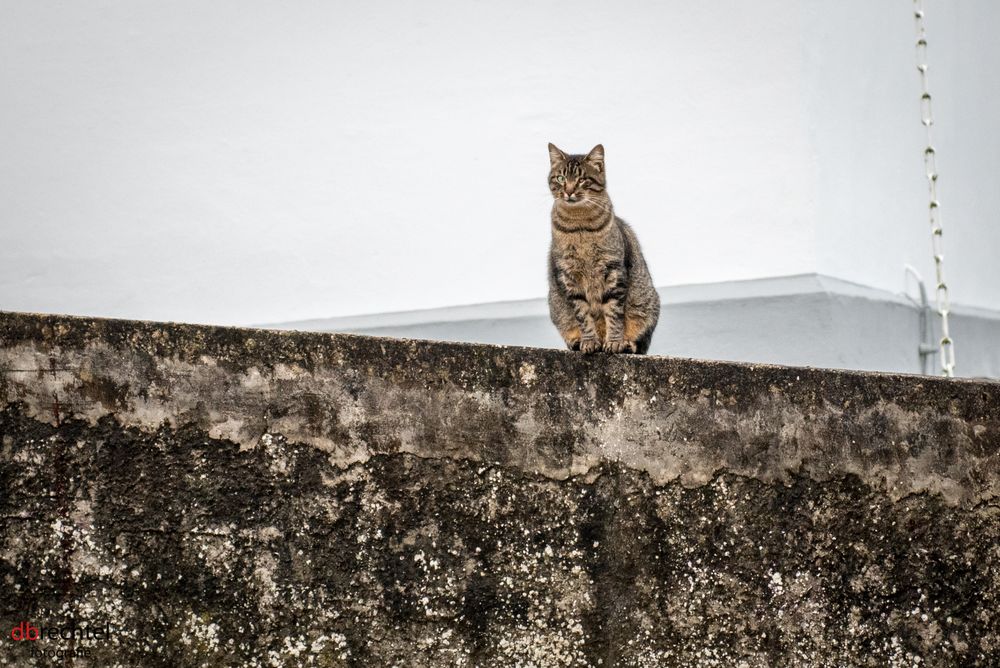 Katze Camouflage