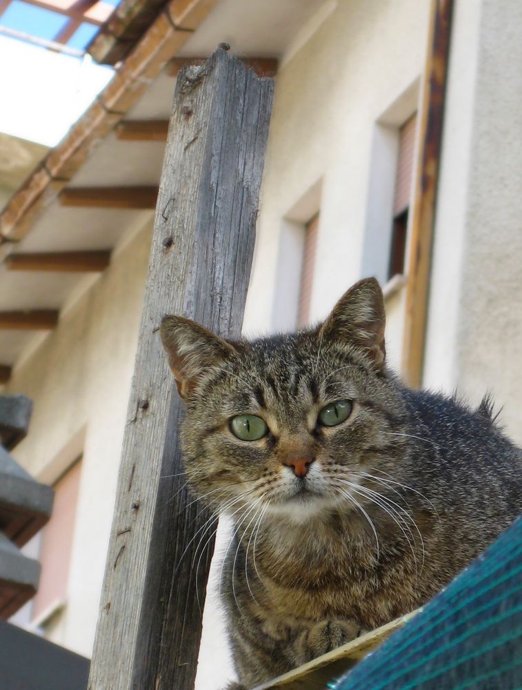 Katze Cesenatico Italia