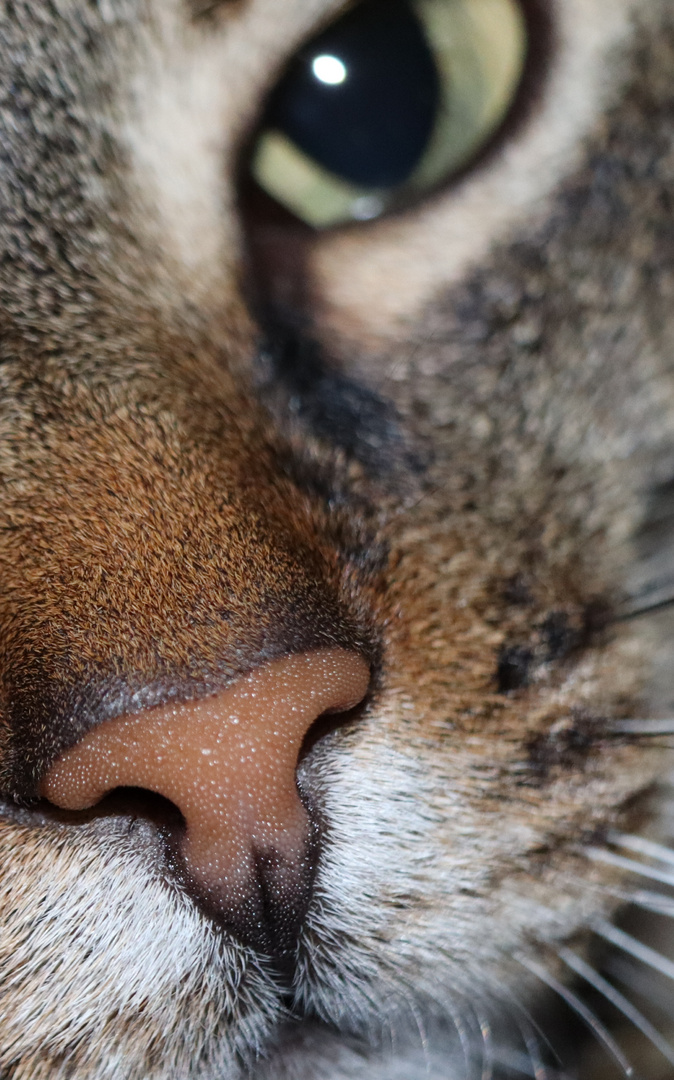 Katze closeup 