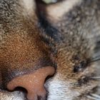 Katze closeup 